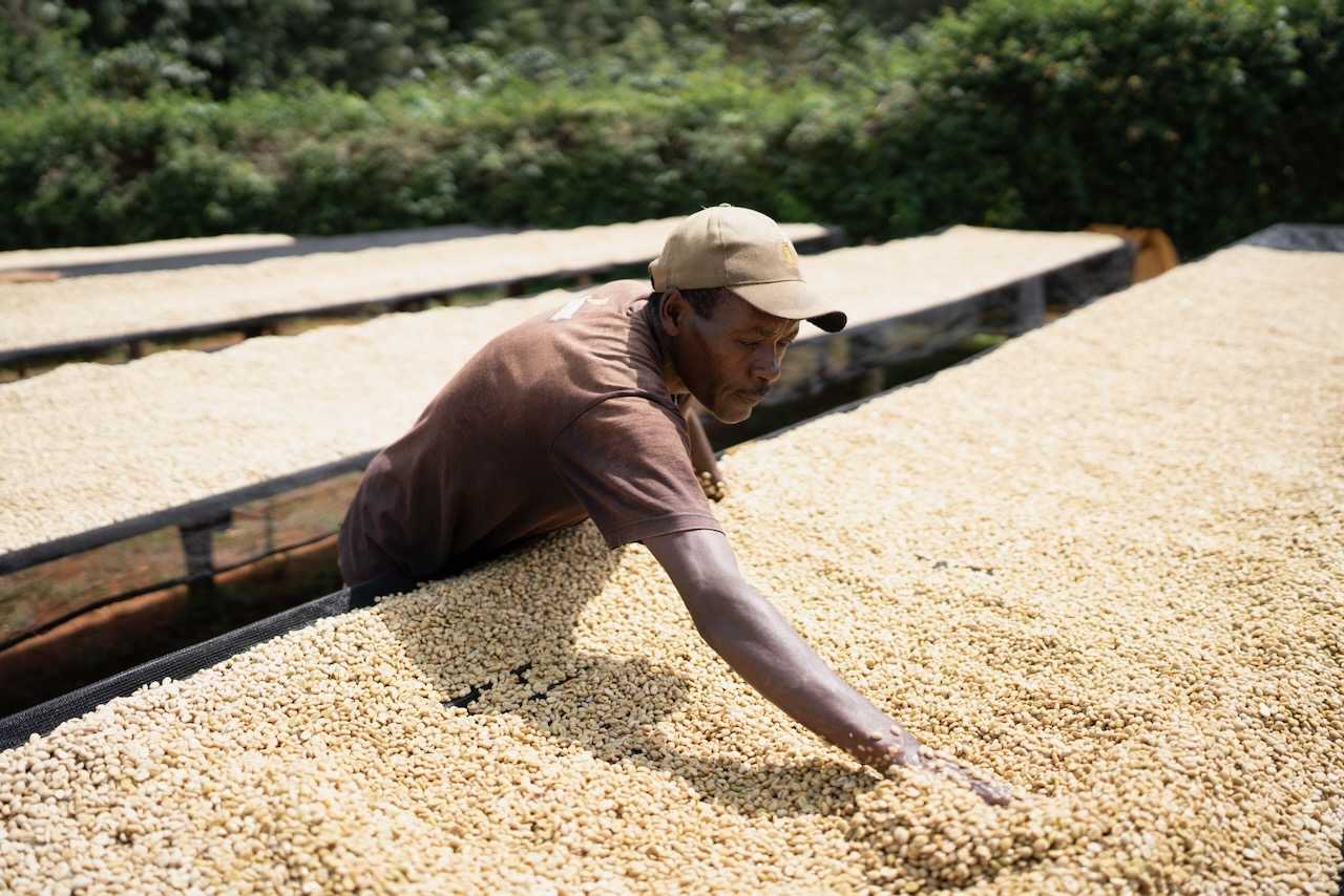 Kenya Harvest Update 2024/25