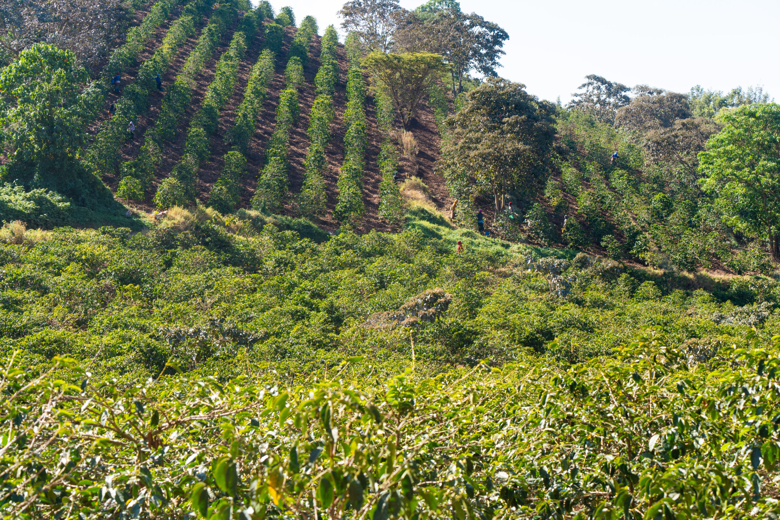Tanzania Harvest Update 2024/25