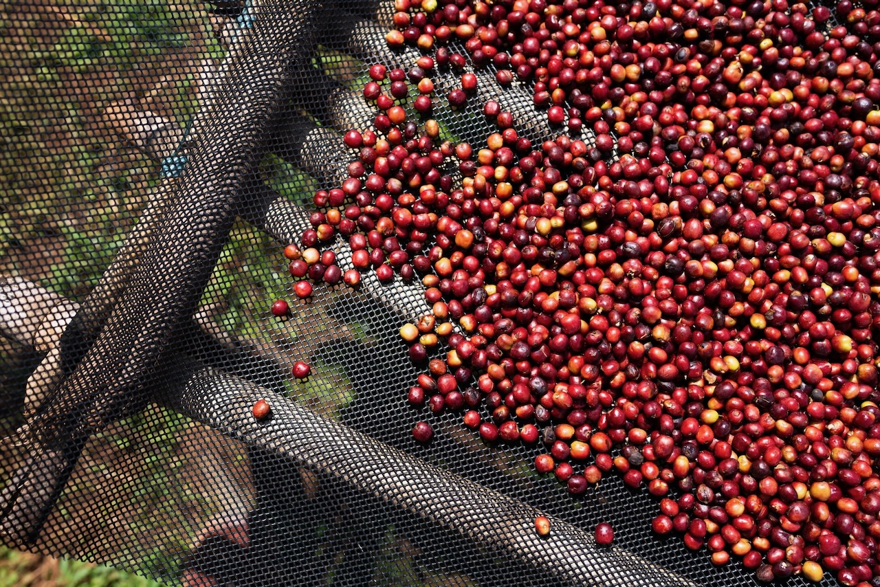 Ethiopia Harvest Update 2024/25