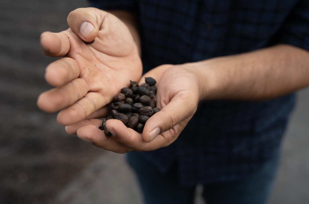 Central America Harvest Update 2024/25