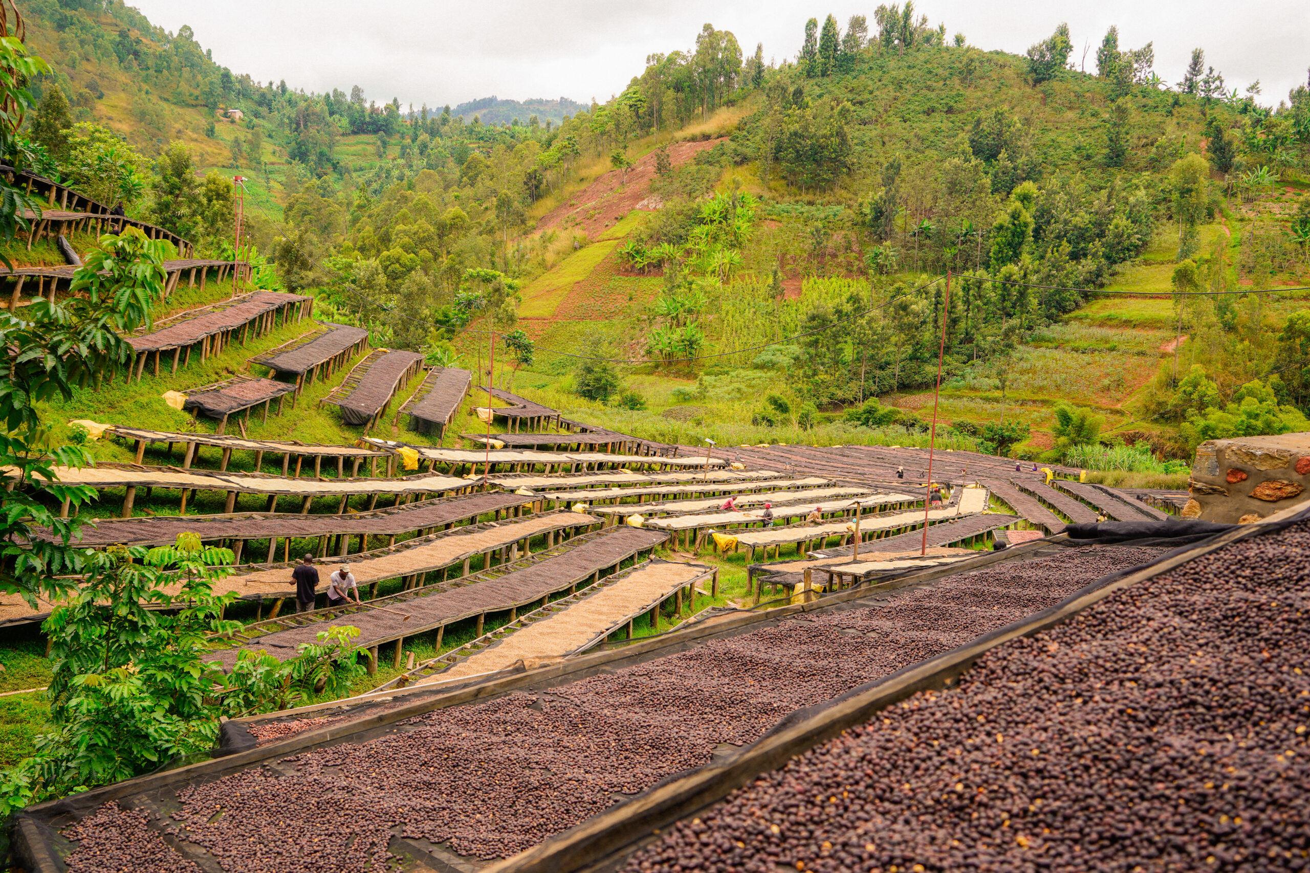 <strong>Rwanda Harvest Update 2025/26</strong>
