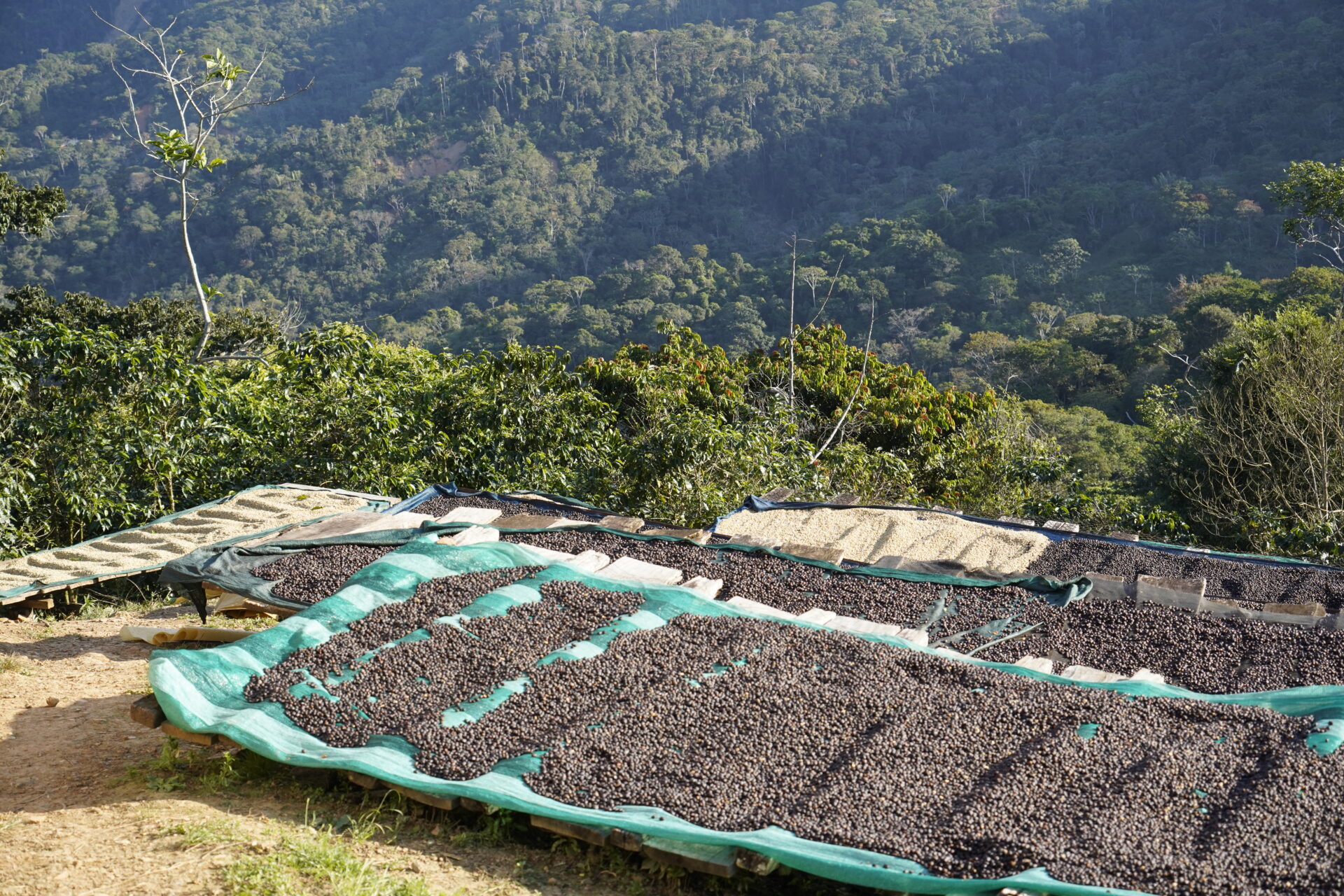 Bolivia & Peru Harvest Update 2025/26