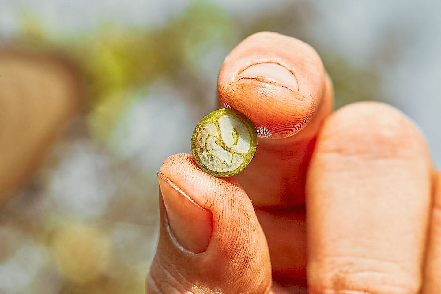 生豆の水分活性（aw）をどう読むか ― コーヒー生豆の鮮度と焙煎安定性を左右する、もう一つの指標