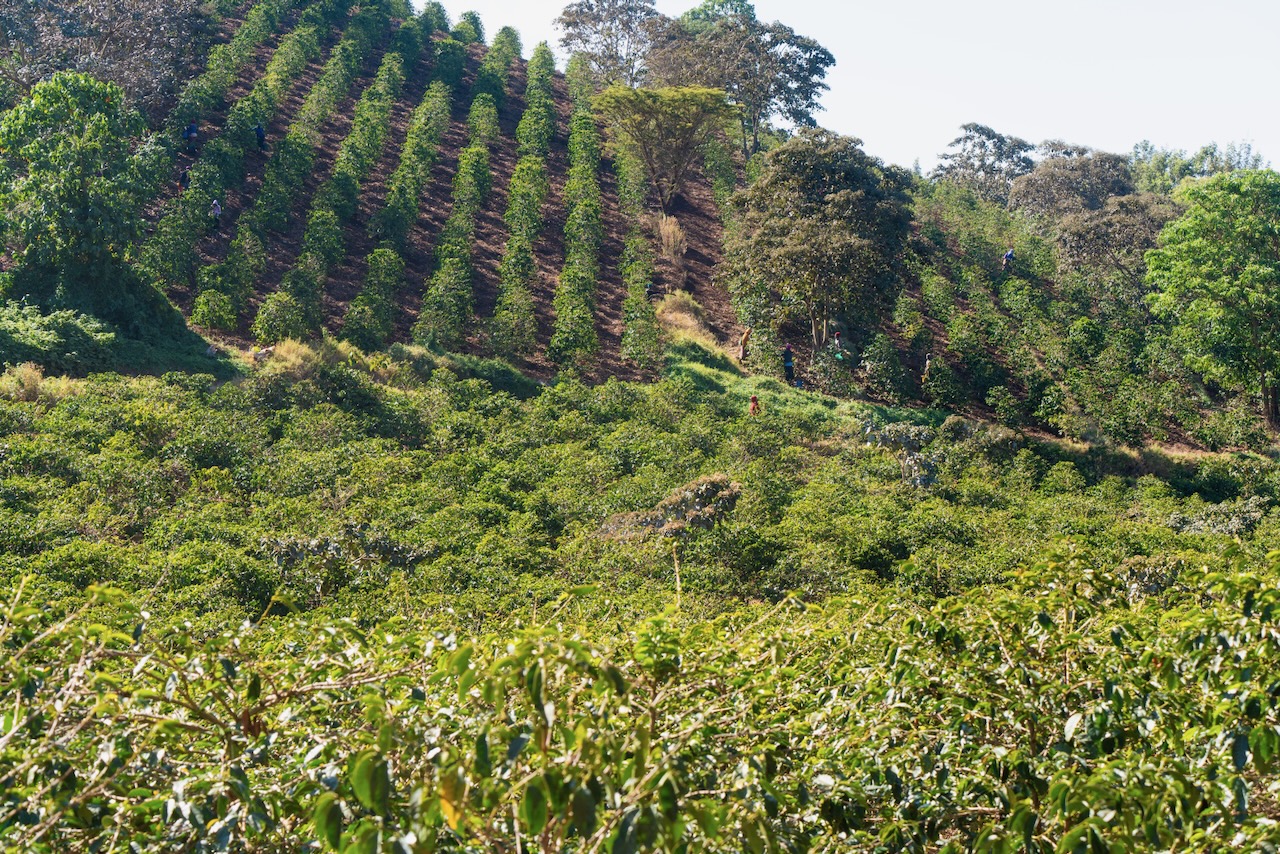Tanzania Harvest Update 2024/25