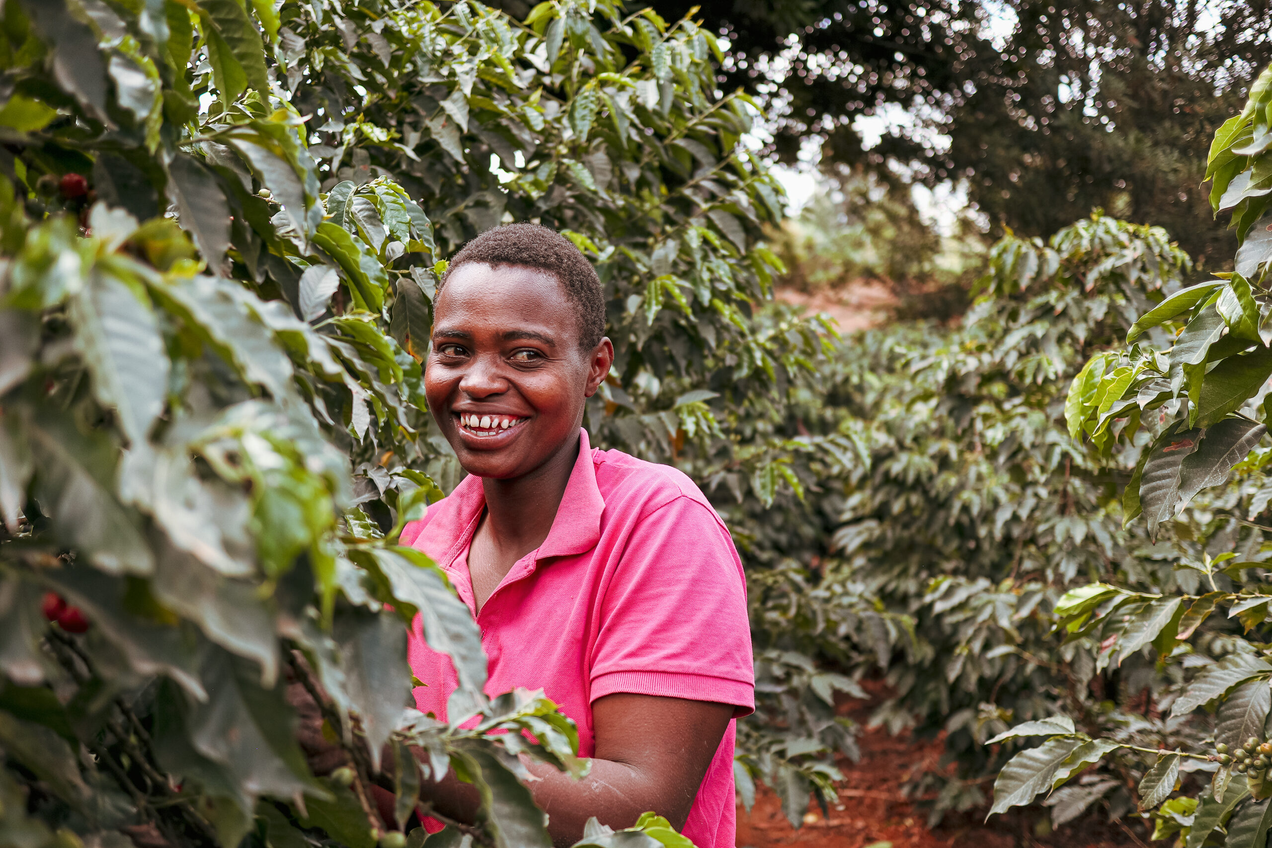 Kenya Harvest Update 2024/25