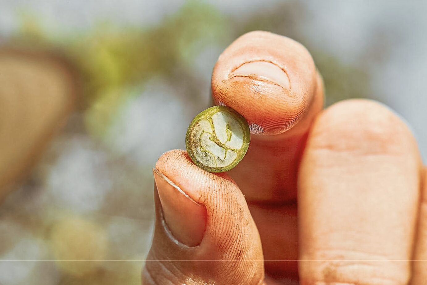 如何解讀生豆的水活性（aw）——影響咖啡生豆新鮮度與烘焙穩定性的另一個指標